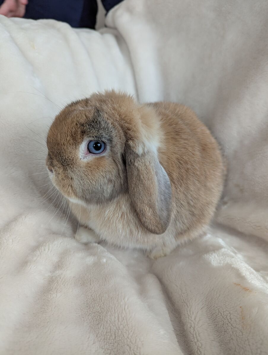 Holland Lop Doe 5 Months