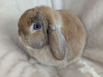 Holland Lop Doe 5 Months