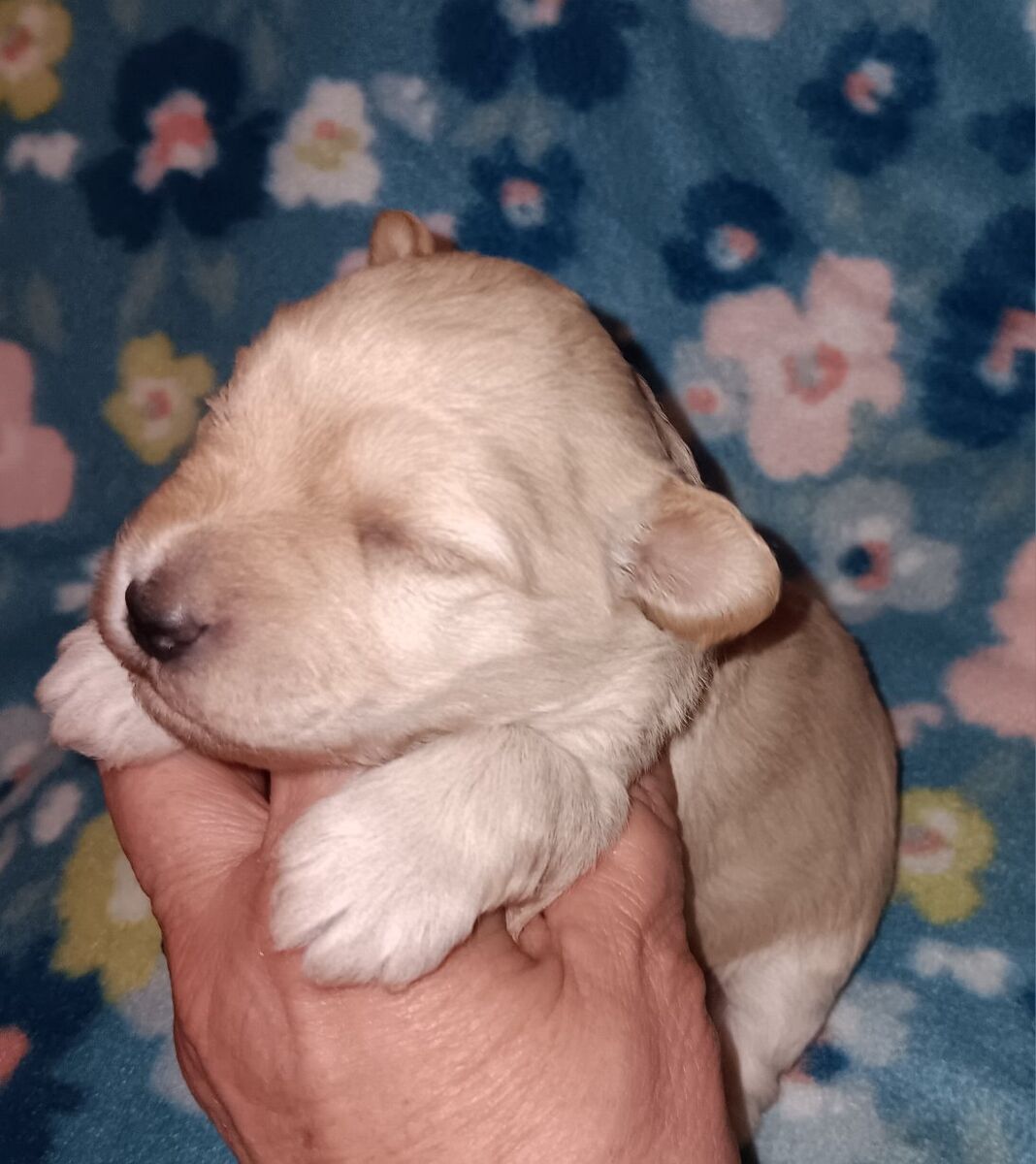 miniature schnauzers female 1