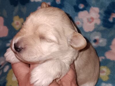 miniature schnauzers female 1