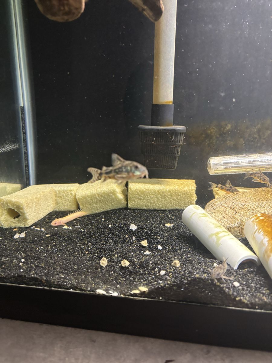 peppered cory catfish