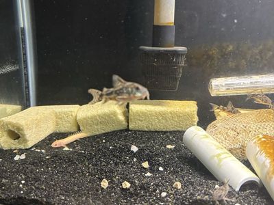 peppered cory catfish