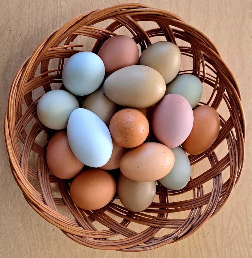 Fertilized Chicken Eggs