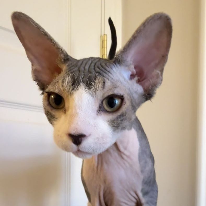 Sphynx Cat Hairless Feline Pet