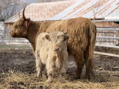 Scottish Highland Cow / calf Pair (exposed back)