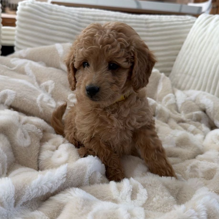 Adorable F1b Goldendoodle Puppies - Expected Adult Weight 10-30lbs