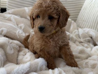 Adorable F1b Goldendoodle Puppies - Expected Adult Weight 10-30lbs