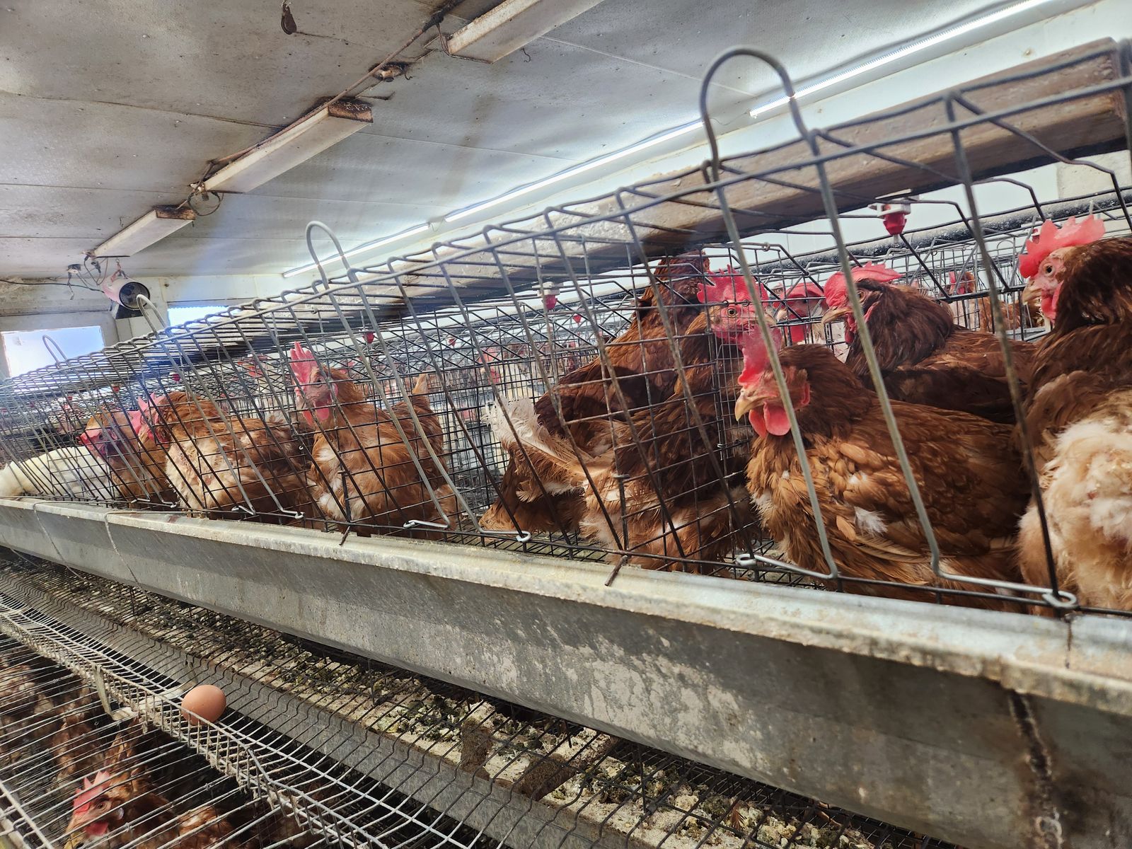 Laying chickens