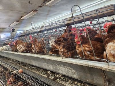 Laying chickens
