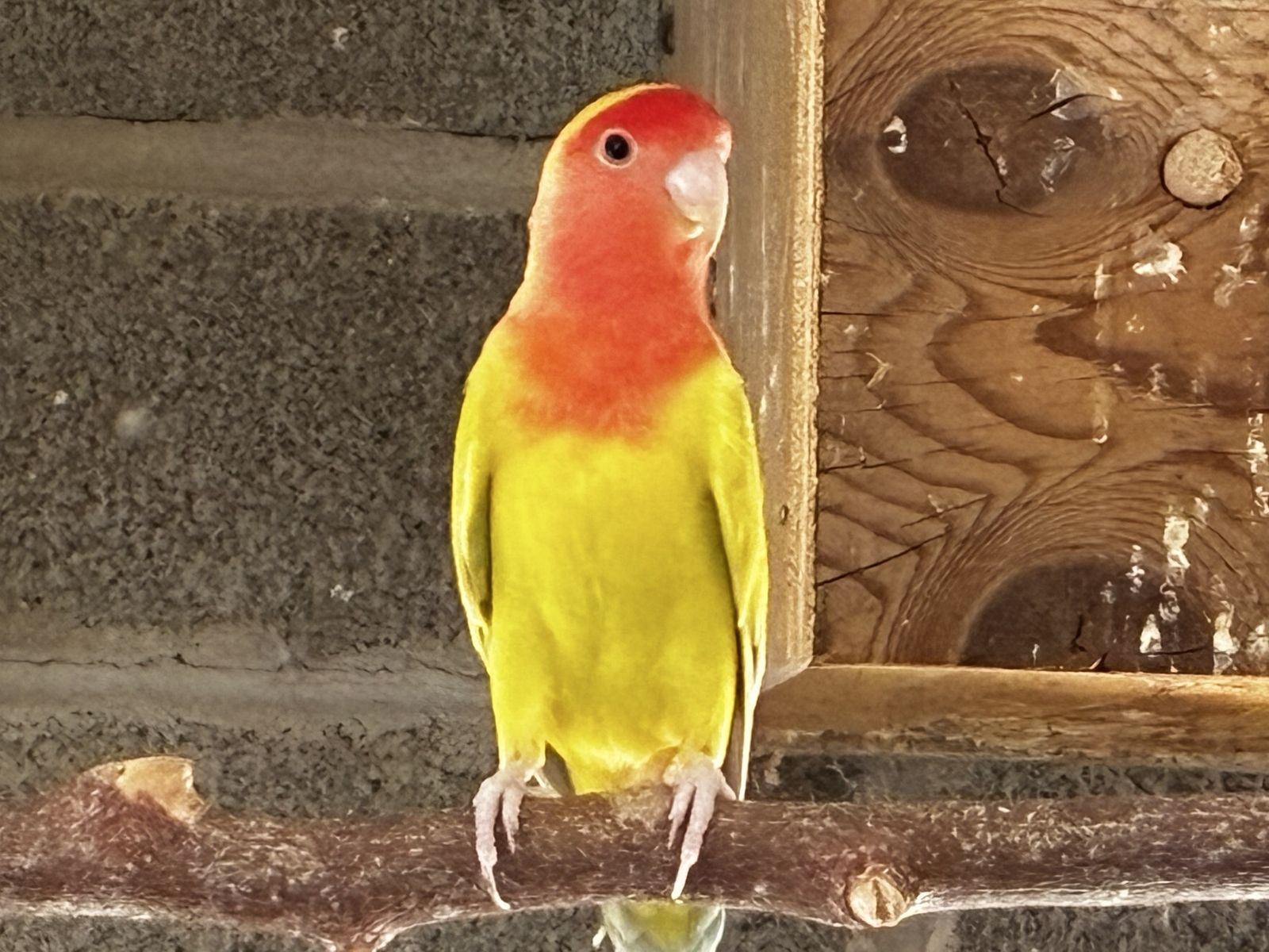 Beautiful female Lovebirds
