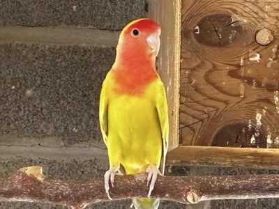 Beautiful female Lovebirds