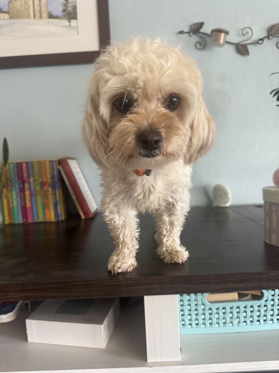 Maltipoo 2/12 yr old