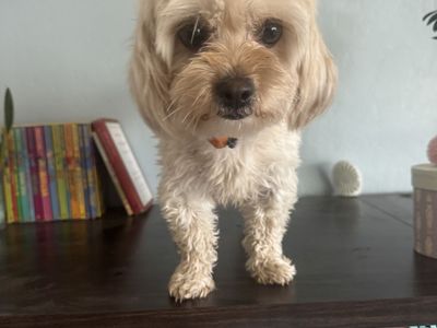 Maltipoo 2/12 yr old