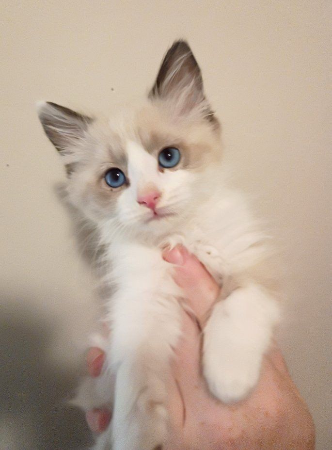 Siberdoll Siberian Ragdoll Mix Kitten
