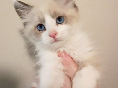 Siberdoll Siberian Ragdoll Mix Kitten