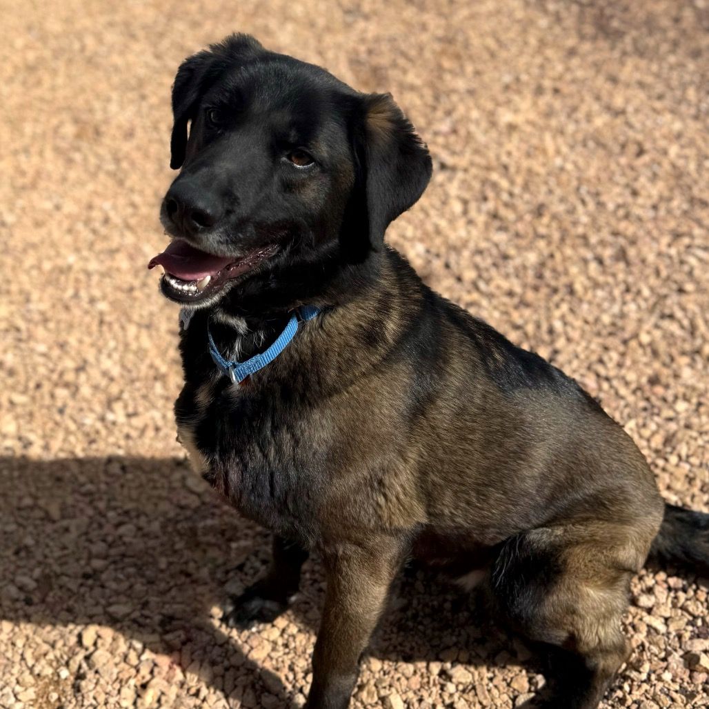 Hello my name is Bucky