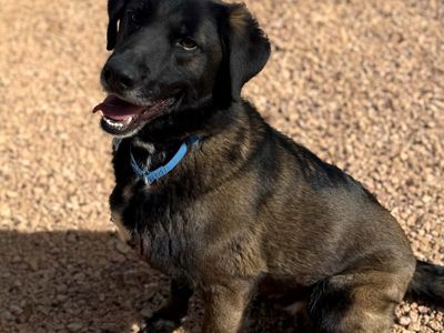 Hello my name is Bucky