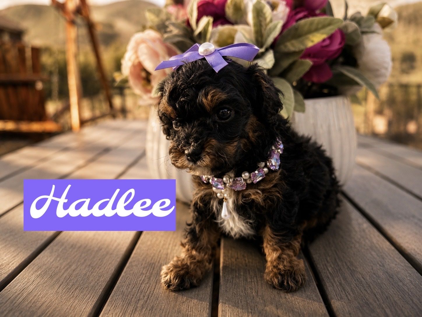 CUTEST TINY DOGS EVER!!! BERNEDOODLE TEACUPS
