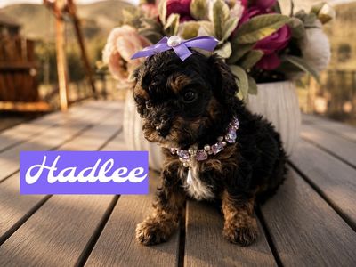 CUTEST TINY DOGS EVER!!! BERNEDOODLE TEACUPS