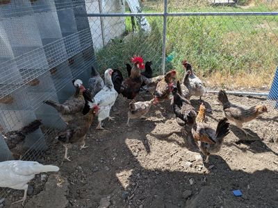 Laying Hens