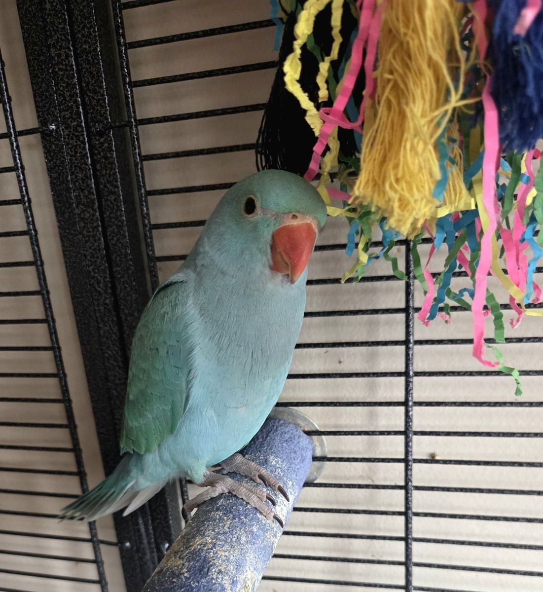Handfed Baby Indian Ringneck