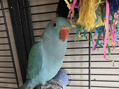 Handfed Baby Indian Ringneck