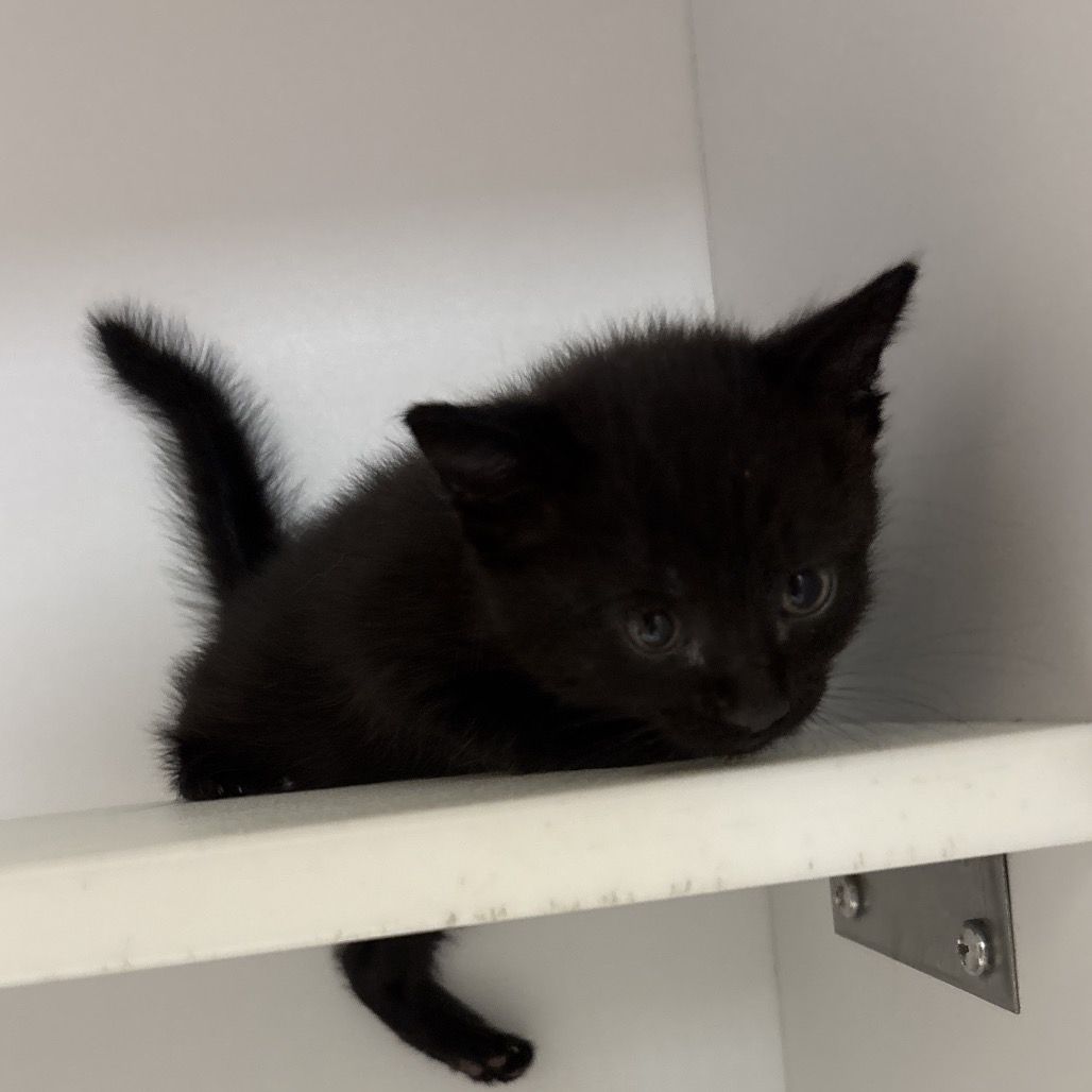 Hello my name is Myotis