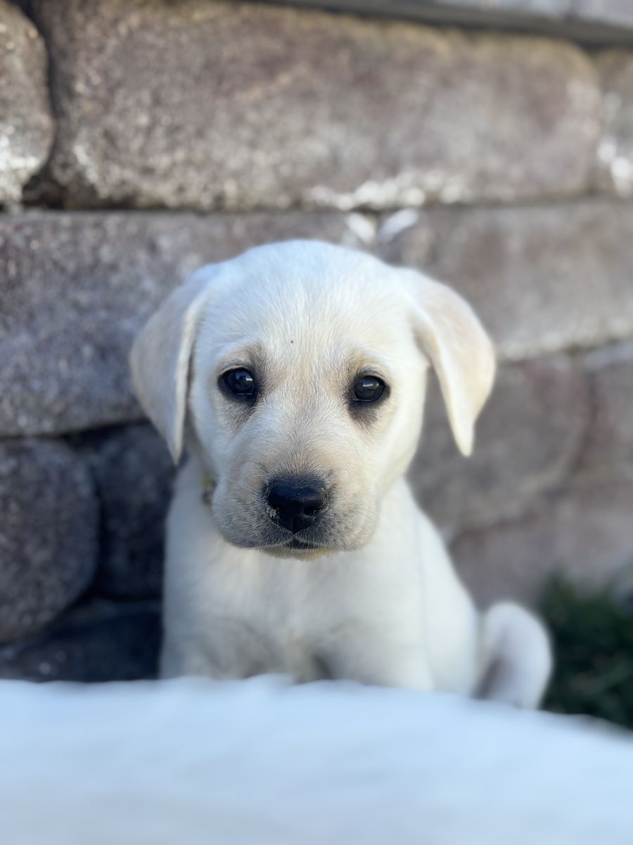 AKC Lab Puppies