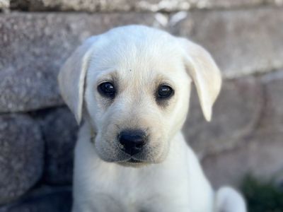 AKC Lab Puppies