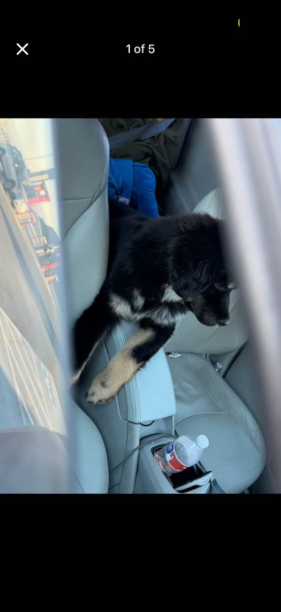 Tibetan Mastiff Black and Tan Puppy for Sale