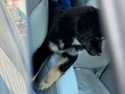 Tibetan Mastiff Black and Tan Puppy for Sale