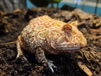 Juvenile Apricot Pac-Man frog