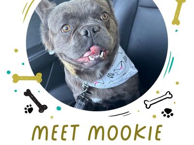 Fluffy Frenchie Stud