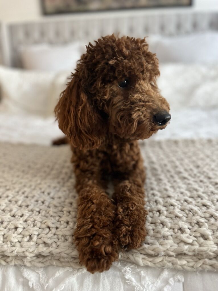 F1B Mini Goldendoodle *STUD*