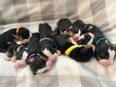 7 precious little angels looking for a loving home Bernese Mountain Dog puppies