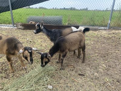 Baby Pygmy Goats