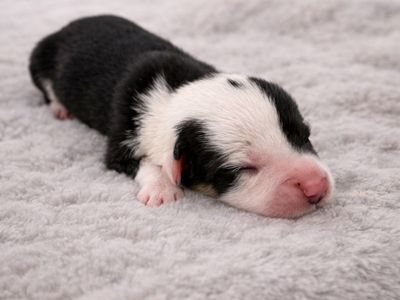 AKC Triple Clear Pembroke Welsh Corgis