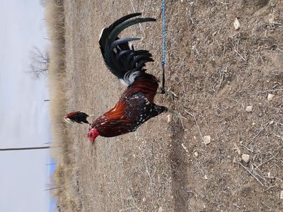 hatch & Kelso gamefowl