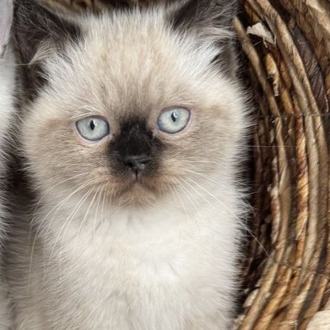 Seal Point Purebred Persian Kitten
