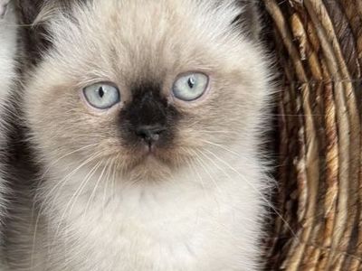 Seal Point Purebred Persian Kitten