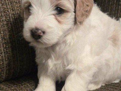Micro Bernedoodle Puppies