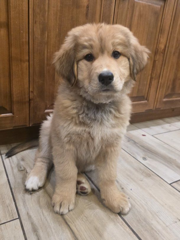 Great Bernese Mountain Pups