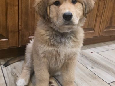 Great Bernese Mountain Pups