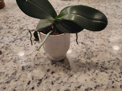 Assorted Houseplants