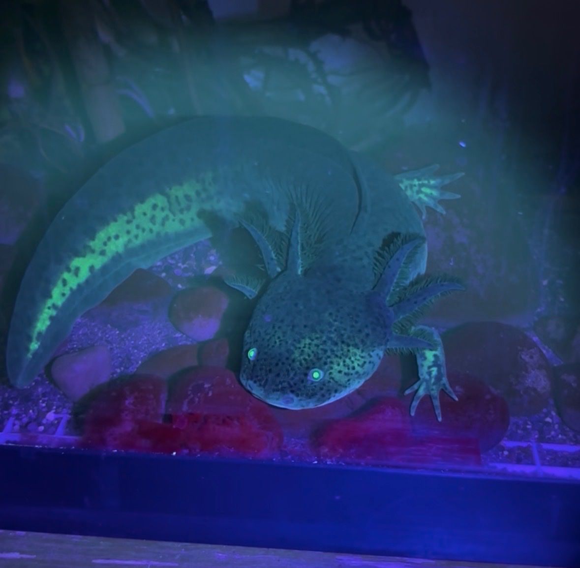 Glow in the Dark Axolotl - GFP Wild Type Salamander