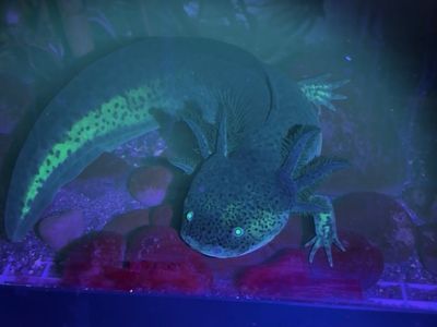 Glow in the Dark Axolotl - GFP Wild Type Salamander