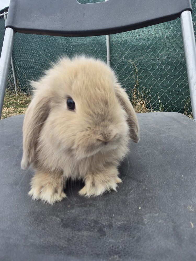 Holland Lop Doe