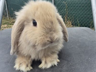 Holland Lop Doe