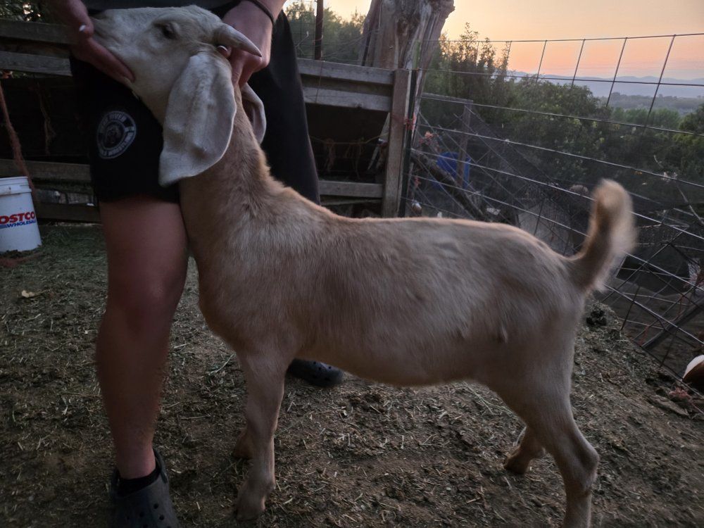 Meat goat. wether.  Born Jan. 2026.  2 available, price per each.