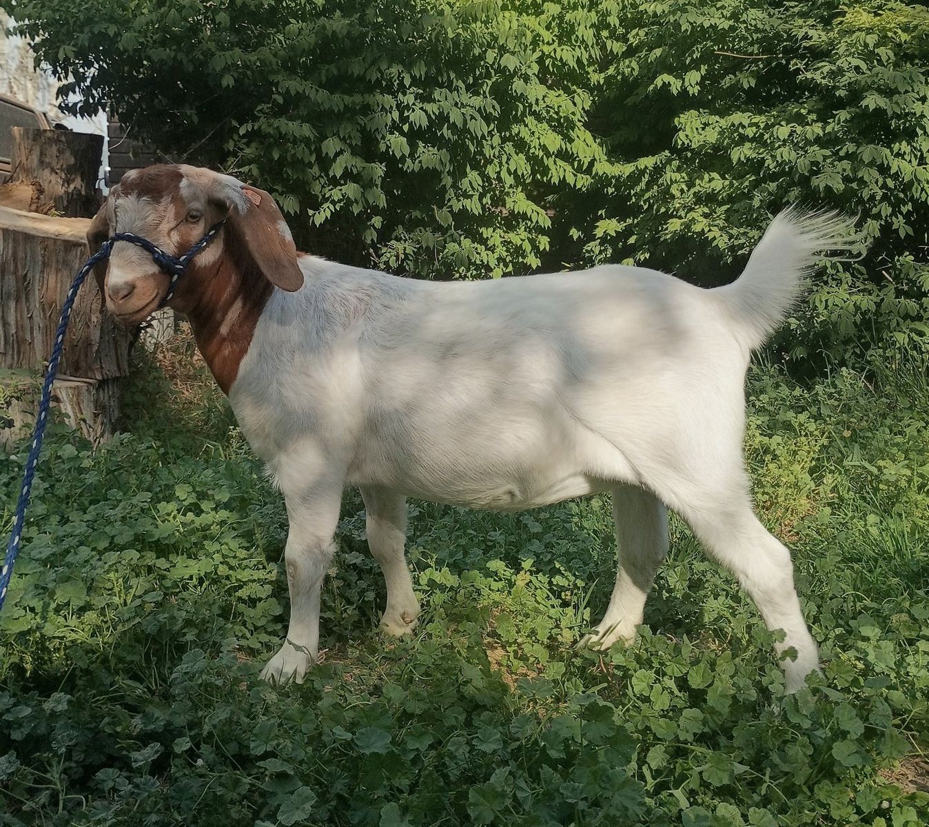 Boer Doe